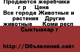 Продаются жеребчики 14,15 16 г.р  › Цена ­ 177 000 - Все города Животные и растения » Другие животные   . Коми респ.,Сыктывкар г.